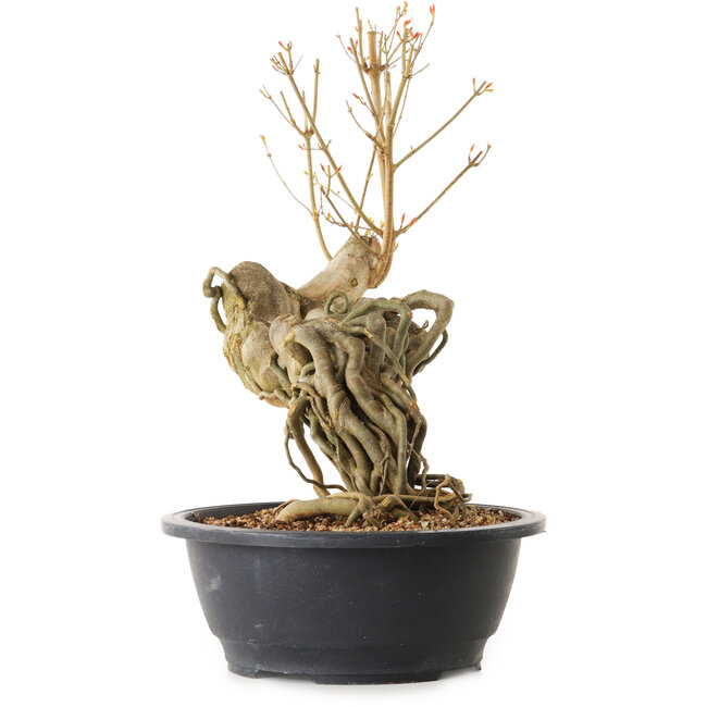 Acer buergerianum, 60 cm, ± 25 ans, avec un nebari de 13 cm