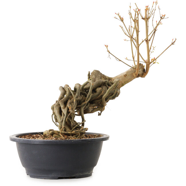 Acer buergerianum, 60 cm, ± 25 jaar oud, met een nebari van 13 cm