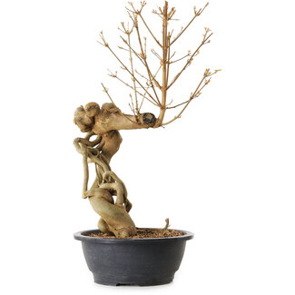 Acer buergerianum, 72 cm, ± 25 Jahre alt