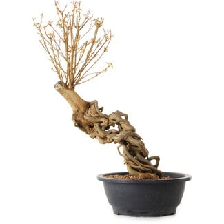 Acer buergerianum, 63 cm, ± 25 ans