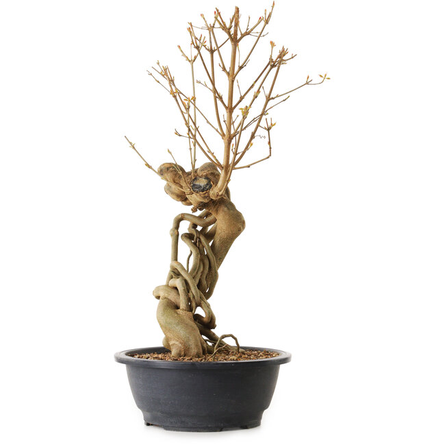 Acer buergerianum, 72 cm, ± 25 years old, with a nebari of 20 cm