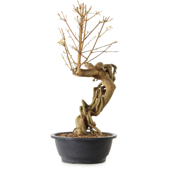 Acer buergerianum, 72 cm, ± 25 anni, con nebari di 20 cm