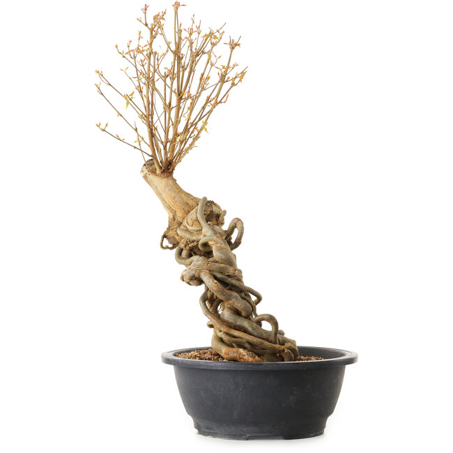 Acer buergerianum, 63 cm, ± 25 anni, con nebari di 10 cm