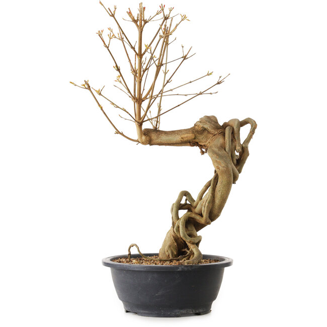 Acer buergerianum, 72 cm, ± 25 years old, with a nebari of 20 cm