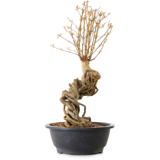 Acer buergerianum, 63 cm, ca. 25 Jahre alt, mit einem Wurzelhals von 10 cm