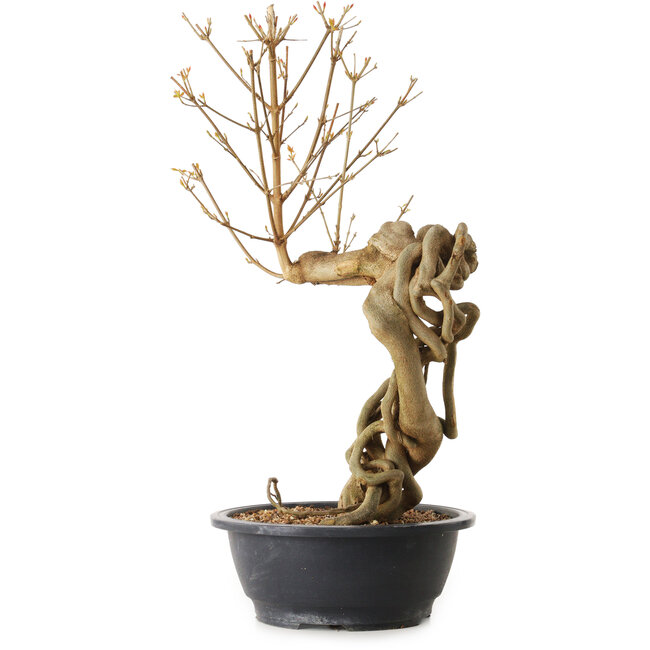 Acer buergerianum, 72 cm, ± 25 anni, con nebari di 20 cm