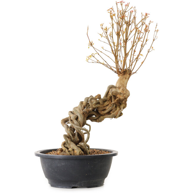 Acer buergerianum, 63 cm, ca. 25 Jahre alt, mit einem Wurzelhals von 10 cm