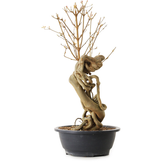 Acer buergerianum, 72 cm, ± 25 ans, avec un nebari de 20 cm