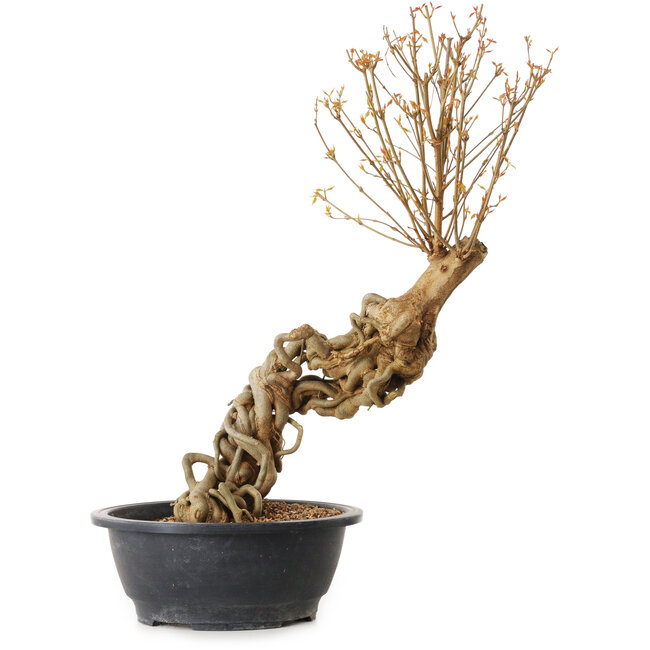 Acer buergerianum, 63 cm, ± 25 years old, with a nebari of 10 cm