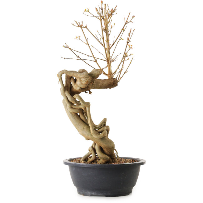 Acer buergerianum, 72 cm, ± 25 years old, with a nebari of 20 cm