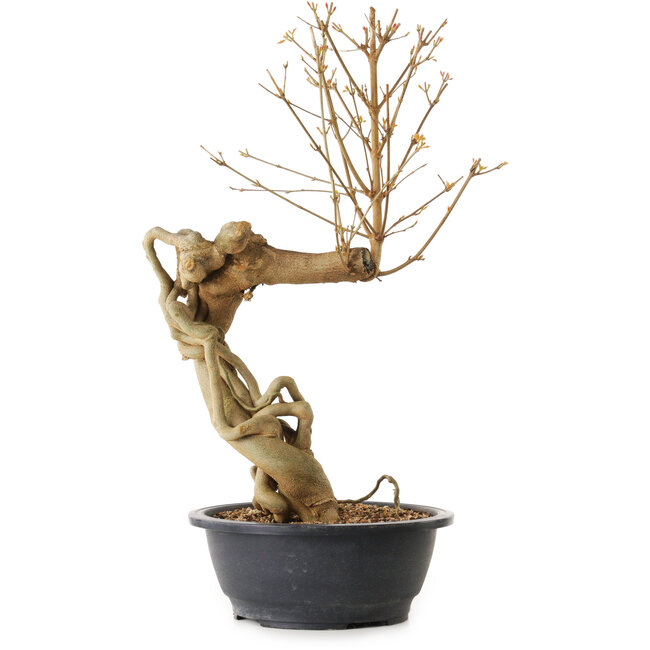 Acer buergerianum, 72 cm, ca. 25 Jahre alt, mit einem Wurzelhals von 20 cm