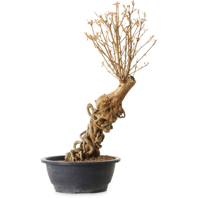 Acer buergerianum, 63 cm, ± 25 anni, con nebari di 10 cm