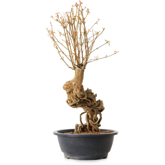 Acer buergerianum, 63 cm, ± 25 years old, with a nebari of 10 cm