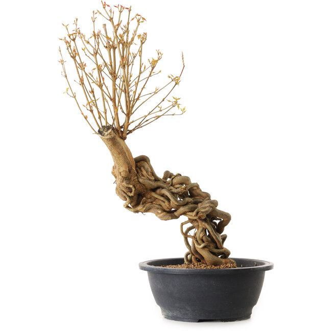 Acer buergerianum, 63 cm, ca. 25 Jahre alt, mit einem Wurzelhals von 10 cm