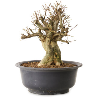 Acer buergerianum, 34 cm, ± 25 años