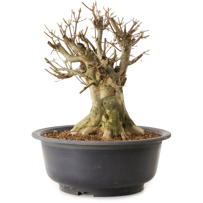 Acer buergerianum, 34 cm, ± 25 ans, avec un nebari de 21 cm