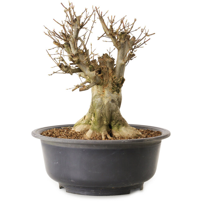 Acer buergerianum, 34 cm, ± 25 years old, with a nebari of 21 cm