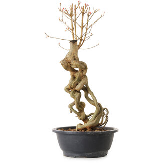 Acer buergerianum, 51 cm, ± 25 years old