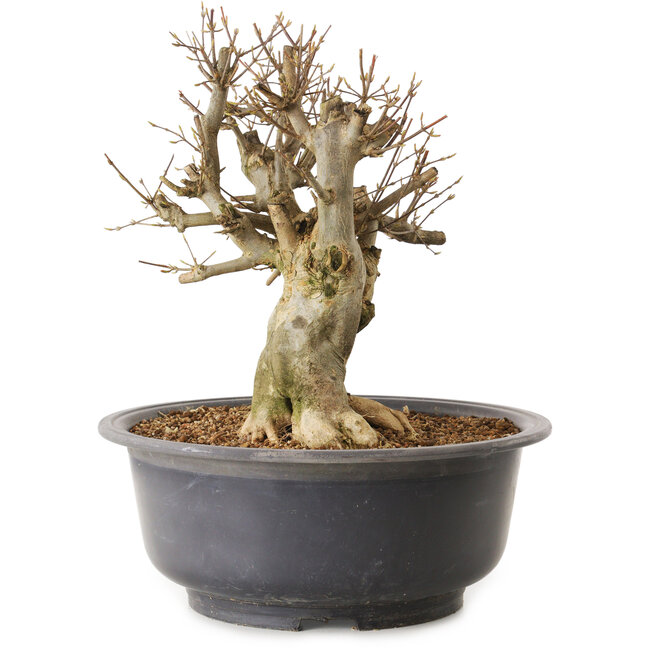 Acer buergerianum, 34 cm, ± 25 años, con un nebari de 21 cm