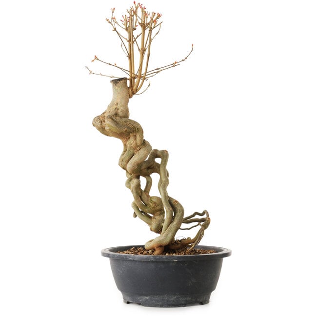 Acer buergerianum, 51 cm, ± 25 años