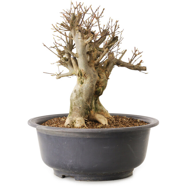 Acer buergerianum, 34 cm, ca. 25 Jahre alt, mit einem Wurzelhals von 21 cm