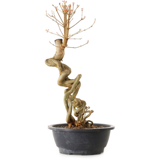 Acer buergerianum, 51 cm, ± 25 Jahre alt