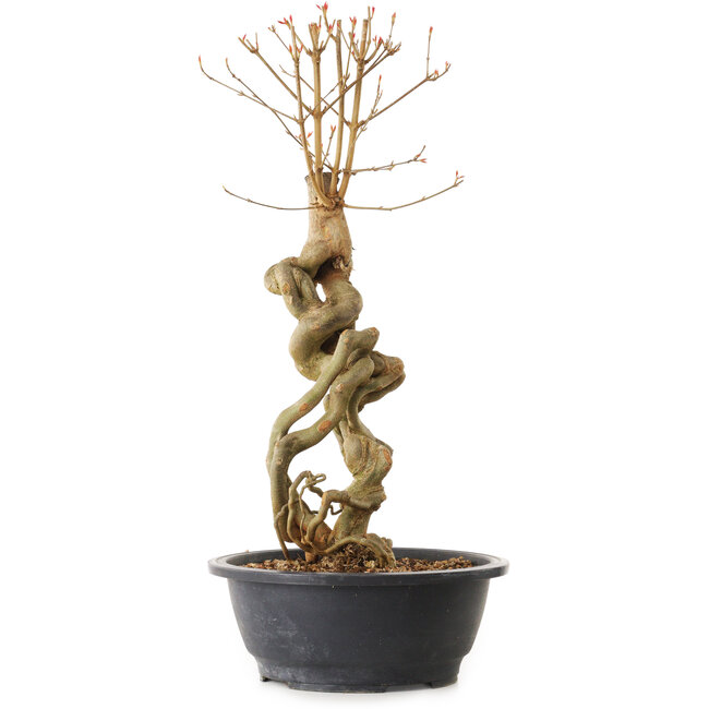 Acer buergerianum, 51 cm, ± 25 años