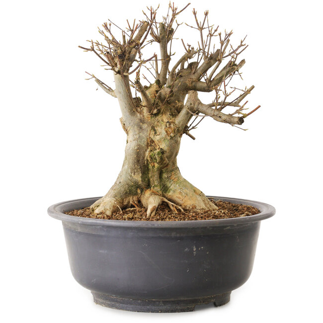 Acer buergerianum, 34 cm, ± 25 jaar oud, met een nebari van 21 cm