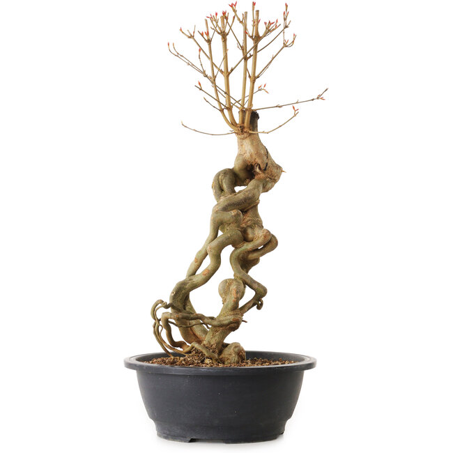 Acer buergerianum, 51 cm, ± 25 Jahre alt