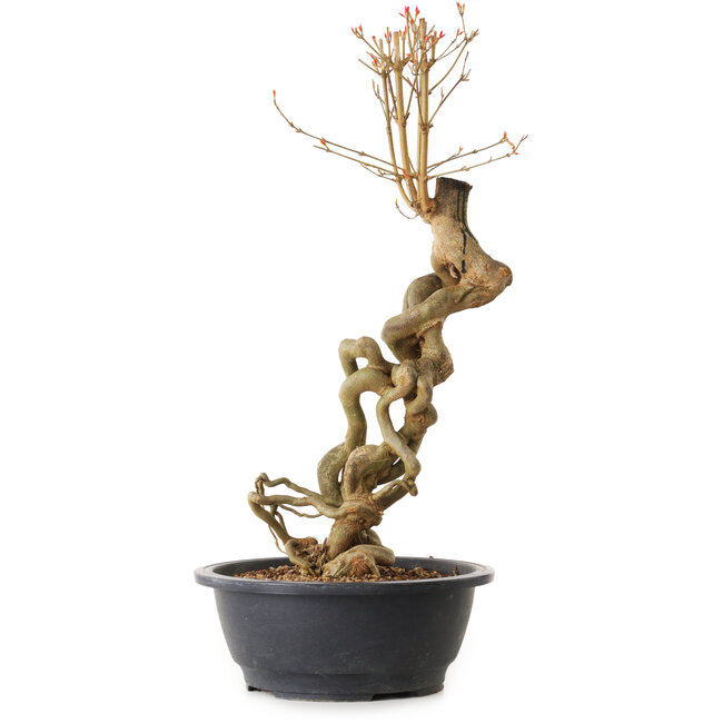 Acer buergerianum, 51 cm, ± 25 jaar oud