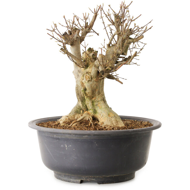 Acer buergerianum, 34 cm, ± 25 anni, con nebari di 21 cm