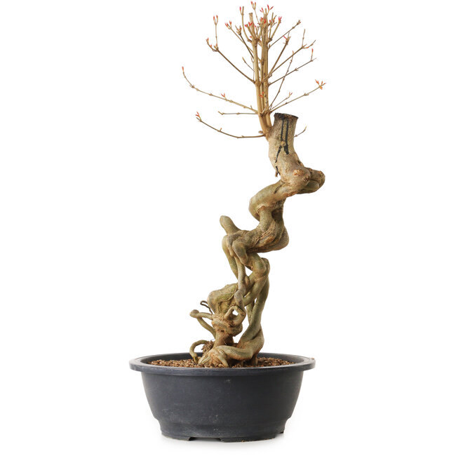 Acer buergerianum, 51 cm, ± 25 ans