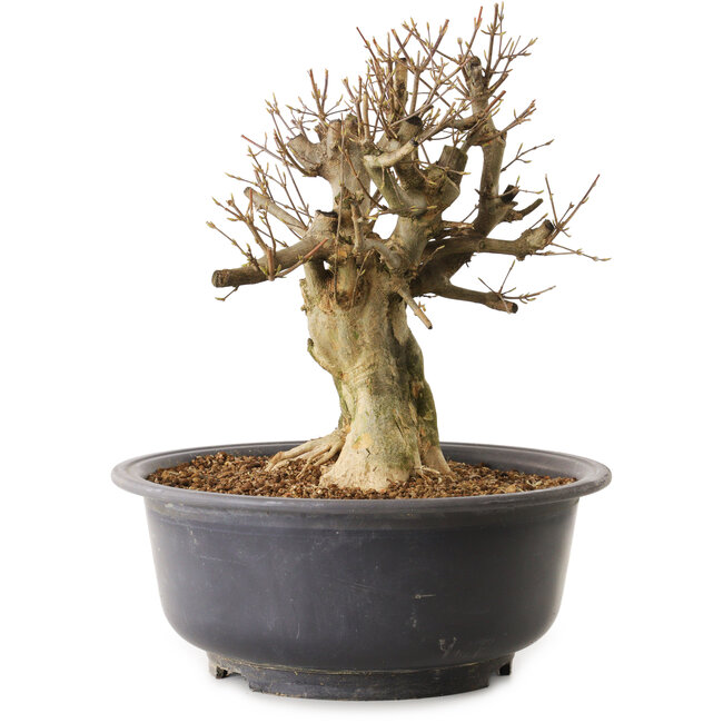Acer buergerianum, 34 cm, ± 25 años, con un nebari de 21 cm