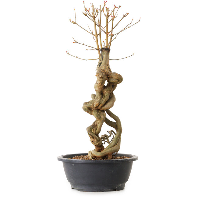 Acer buergerianum, 51 cm, ± 25 anni