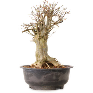 Acer buergerianum, 38 cm, ± 25 jaar oud