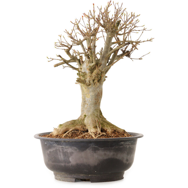 Acer buergerianum, 38 cm, ± 25 jaar oud, met een nebari van 23 cm