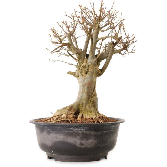 Acer buergerianum, 38 cm, ± 25 jaar oud, met een nebari van 23 cm