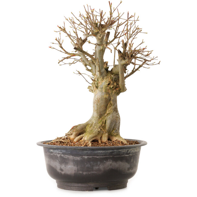 Acer buergerianum, 38 cm, ± 25 years old, with a nebari of 23 cm