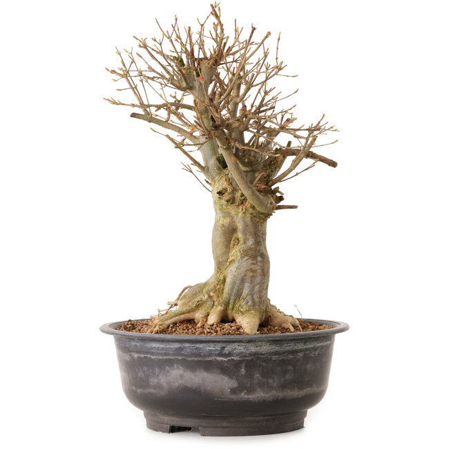 Acer buergerianum, 38 cm, ± 25 Jahre alt, mit einem Wurzelhals von 23 cm