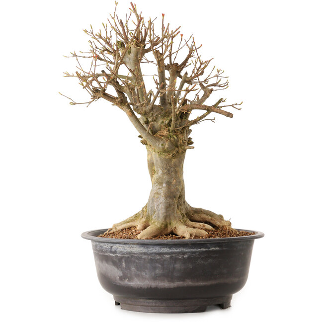 Acer buergerianum, 38 cm, ± 25 Jahre alt, mit einem Wurzelhals von 23 cm