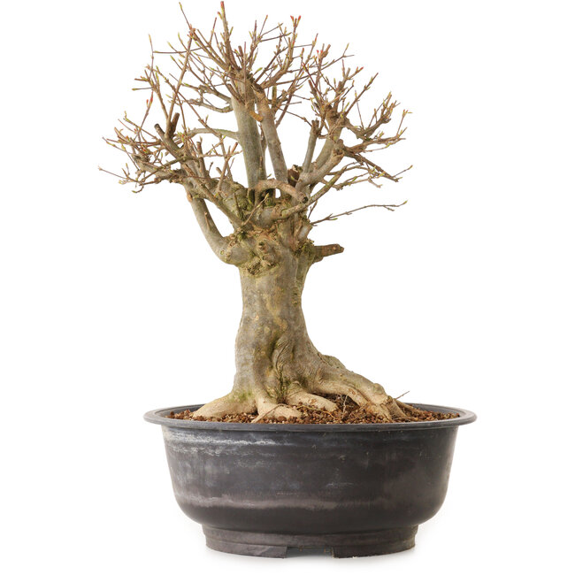 Acer buergerianum, 38 cm, ± 25 anni, con nebari di 23 cm