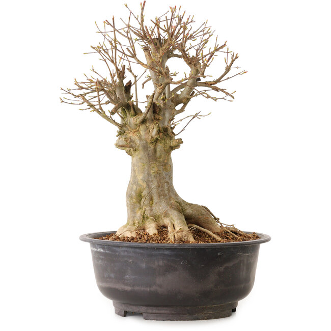 Acer buergerianum, 38 cm, ± 25 years old, with a nebari of 23 cm