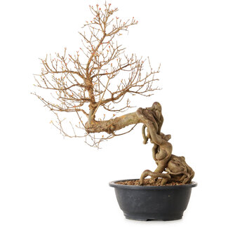 Acer buergerianum, 81 cm, ± 25 ans