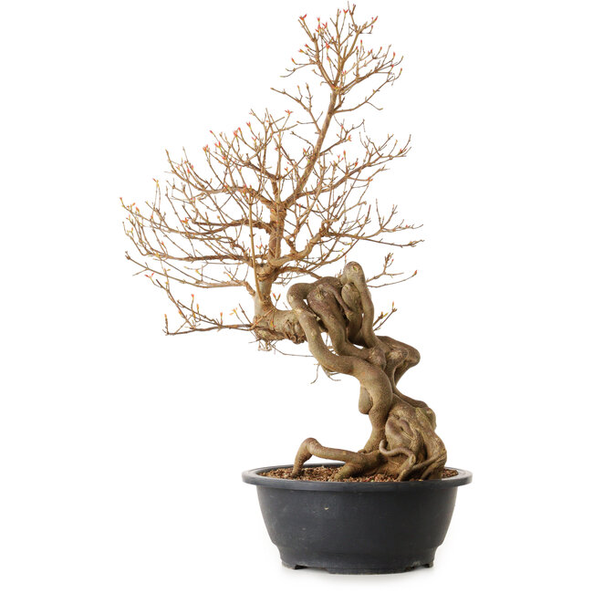 Acer buergerianum, 81 cm, ± 25 ans, avec un nebari de 20 cm