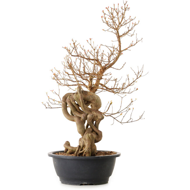 Acer buergerianum, 81 cm, ± 25 ans, avec un nebari de 20 cm