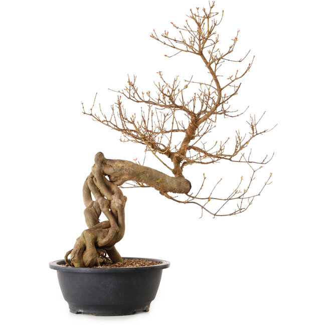 Acer buergerianum, 81 cm, ± 25 años, con un nebari de 20 cm