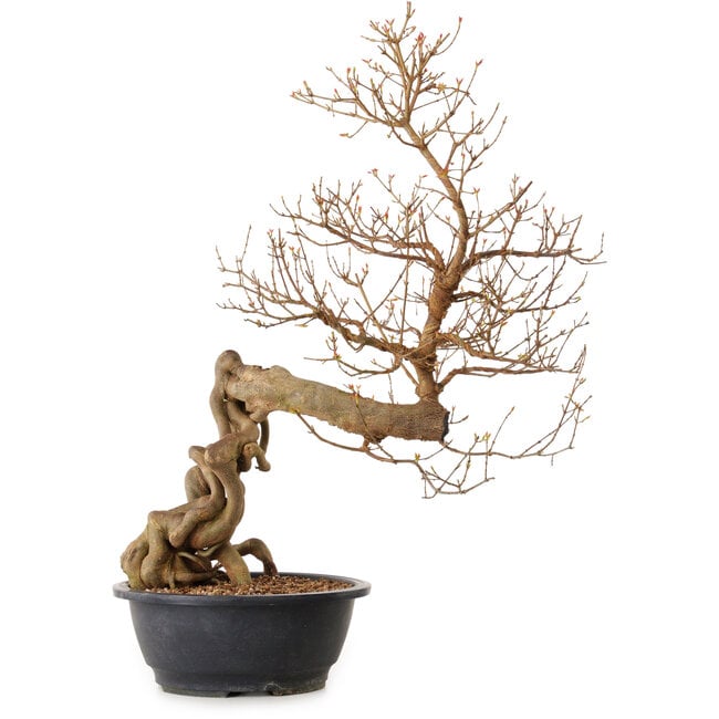 Acer buergerianum, 81 cm, ± 25 años, con un nebari de 20 cm