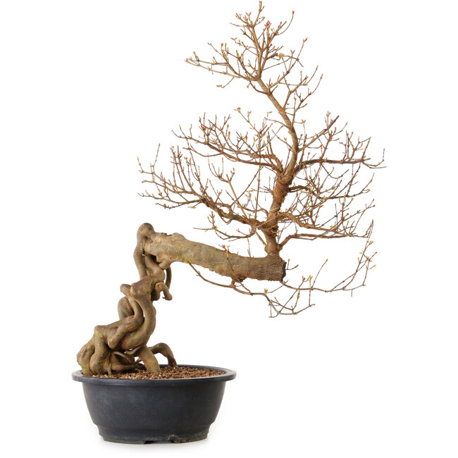 Acer buergerianum, 81 cm, ca. 25 Jahre alt, mit einem Wurzelhals von 20 cm