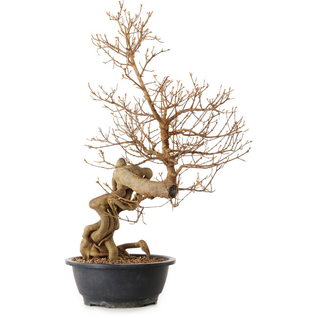 Acer buergerianum, 81 cm, ± 25 years old, with a nebari of 20 cm