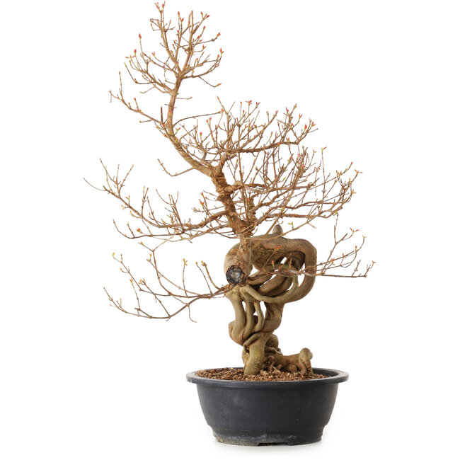 Acer buergerianum, 81 cm, ca. 25 Jahre alt, mit einem Wurzelhals von 20 cm